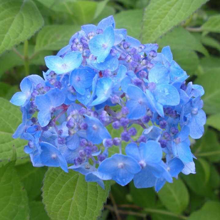 楽天市場】ヤマアジサイ『雷光』(らいこう) : 南九州植物園
