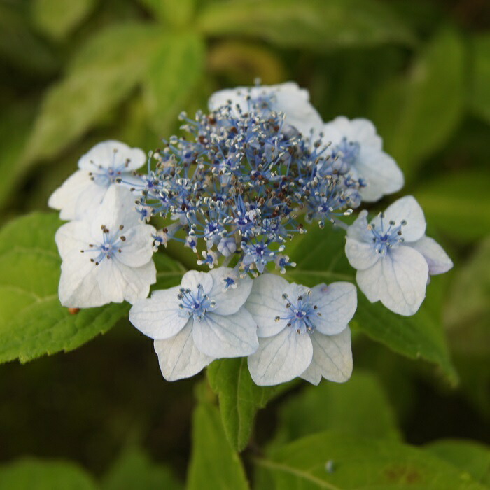 カンアオイ・モノドラカンアオイの美写紋 楽天市場】モノドラカンアオイ『美写紋』 : 南九州植物園