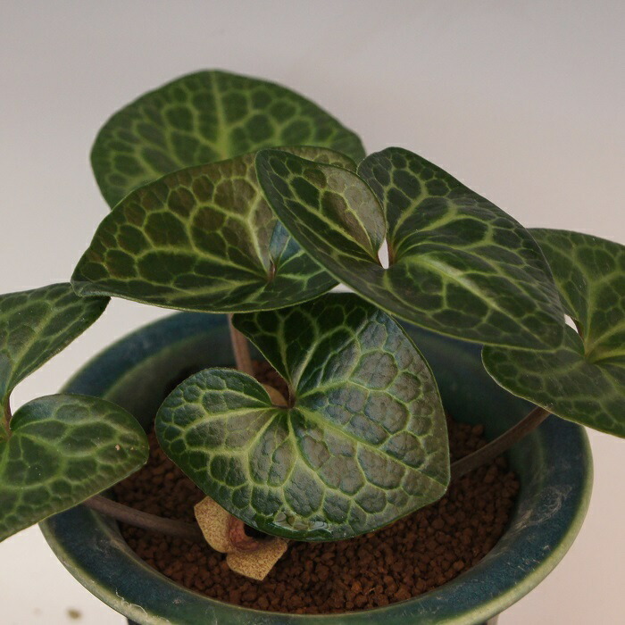 楽天市場】モノドラカンアオイ『美写紋』 : 南九州植物園