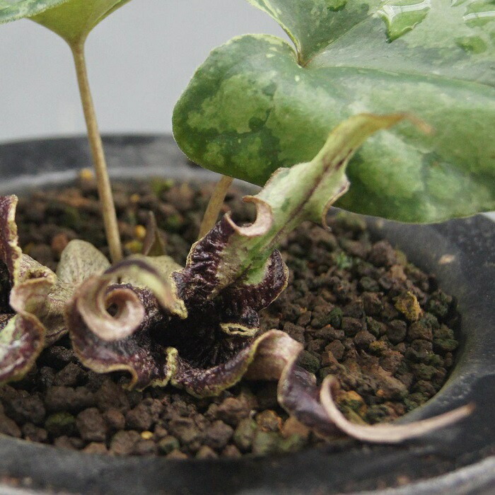 楽天市場】モノドラカンアオイ『美写紋』 : 南九州植物園