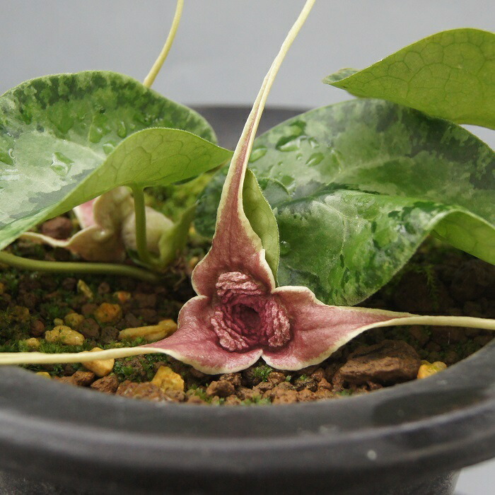 ナゼカンアオイ　カンアオイ nazeaoi