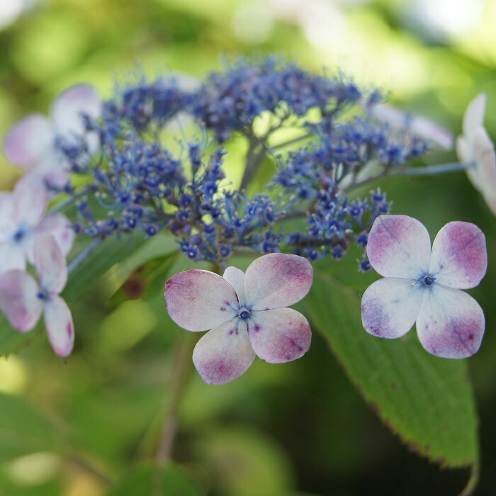 楽天市場】ヤマアジサイ『雷光』(らいこう) : 南九州植物園