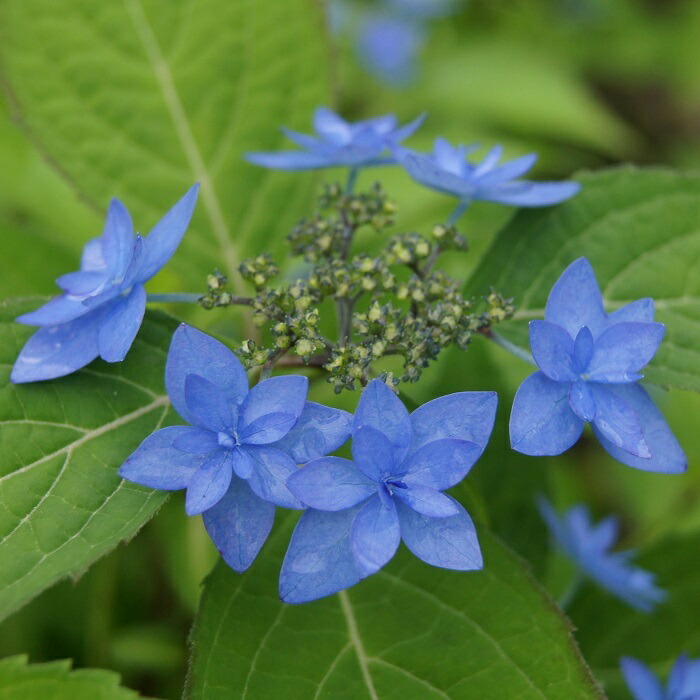 楽天市場】モノドラカンアオイ『美写紋』 : 南九州植物園