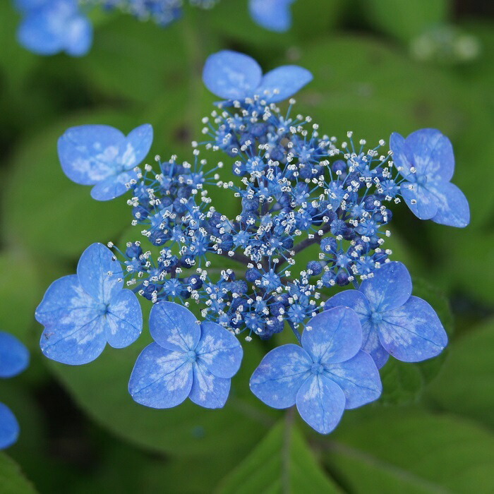 楽天市場】ヤマアジサイ『雷光』(らいこう) : 南九州植物園