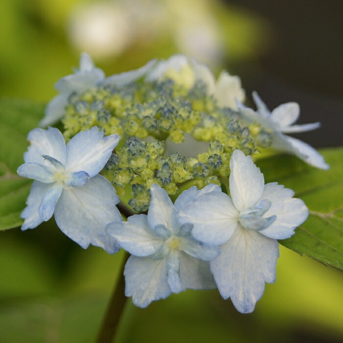 ホシザキカンアオイ（特大） 楽天市場】ホシザキカンアオイ : 南九州植物園