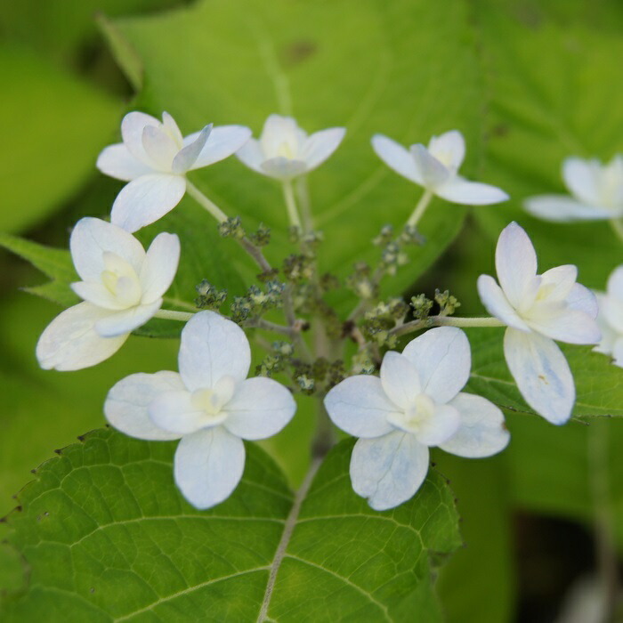 楽天市場 ナンゴクヤマアジサイ 南国彗星 なんごくすいせい 南九州植物園