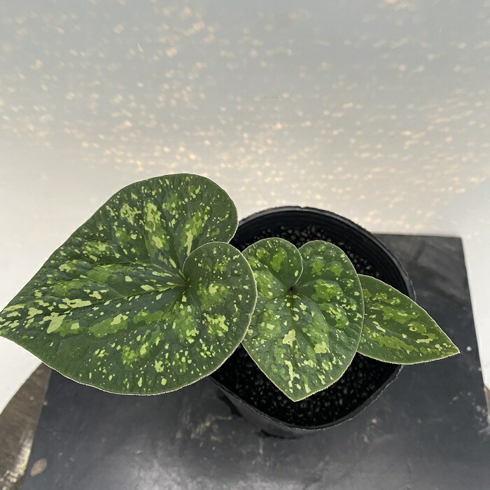 楽天市場】オモロカンアオイ : 南九州植物園