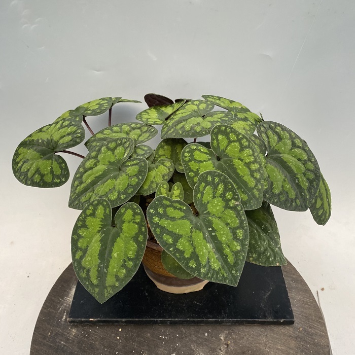 楽天市場】モノドラカンアオイ『美写紋』 : 南九州植物園