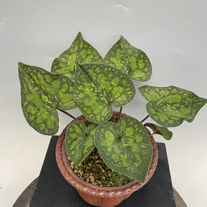 楽天市場】モノドラカンアオイ『美写紋』 : 南九州植物園