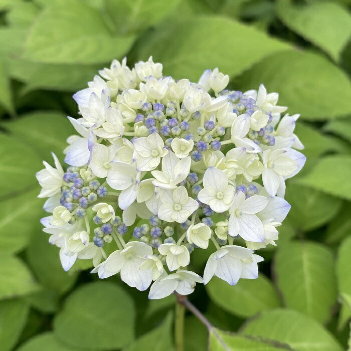 楽天市場】ヤマアジサイ『雷光』(らいこう) : 南九州植物園