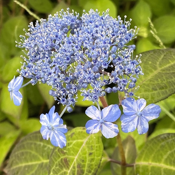 楽天市場】ヤマアジサイ『雷光』(らいこう) : 南九州植物園