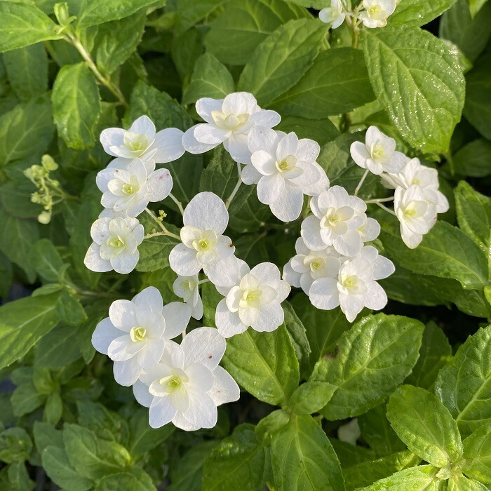 楽天市場】ヤマアジサイ『雷光』(らいこう) : 南九州植物園