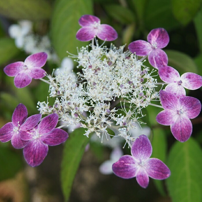 楽天市場】ホシザキカンアオイ : 南九州植物園
