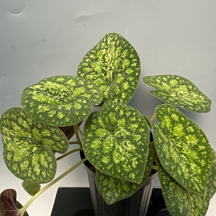 楽天市場】オニカンアオイ『金坤冠』 : 南九州植物園