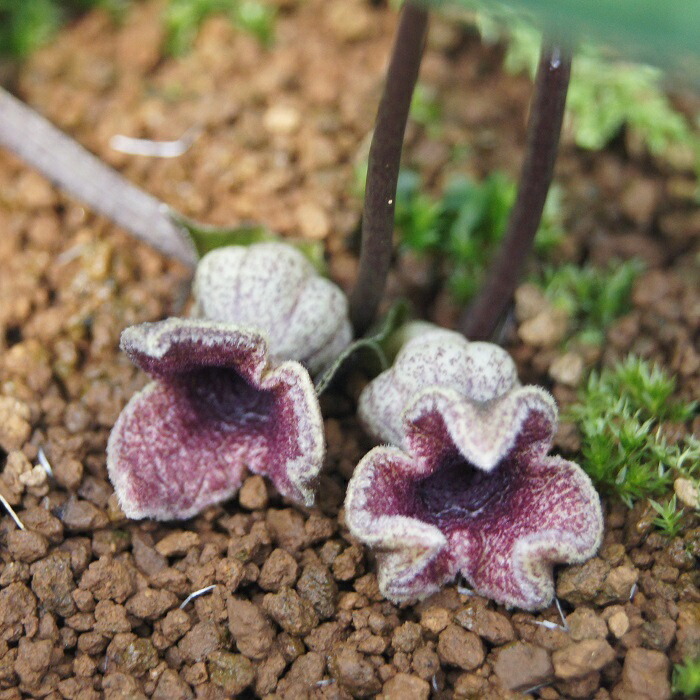 楽天市場】ヒロクチカンアオイ : 南九州植物園