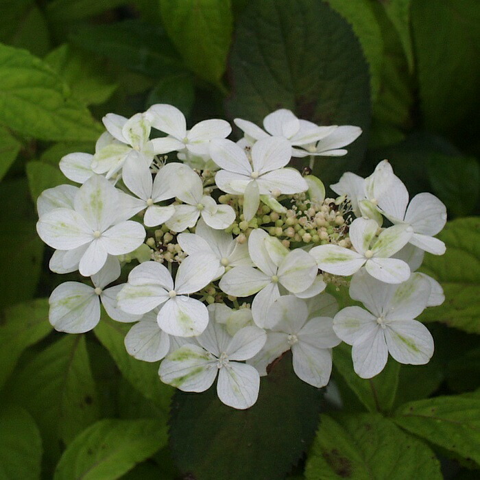 楽天市場】ヤマアジサイ『雷光』(らいこう) : 南九州植物園