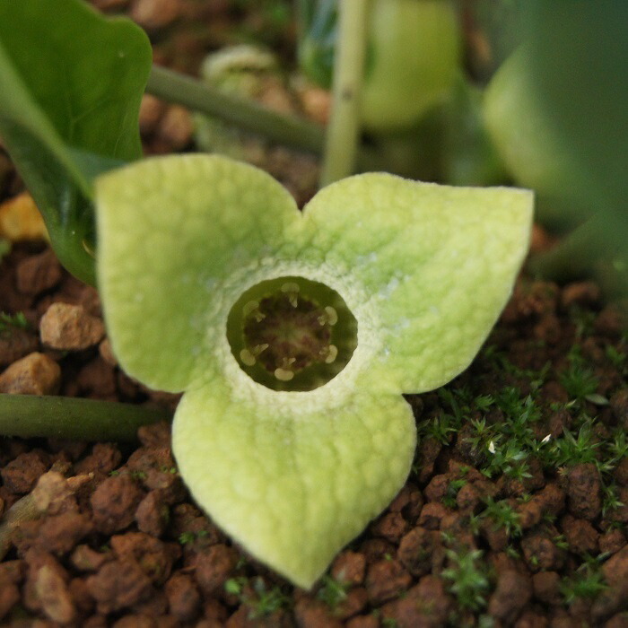 楽天市場】モノドラカンアオイ『美写紋』 : 南九州植物園
