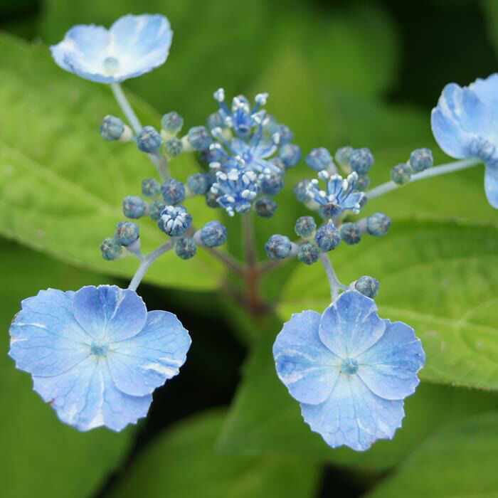 楽天市場】ヤマアジサイ『雷光』(らいこう) : 南九州植物園
