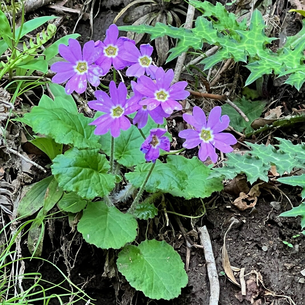 楽天市場】ホシザキカンアオイ : 南九州植物園