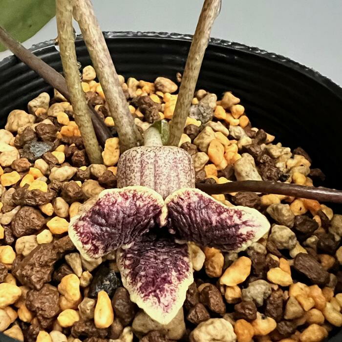 楽天市場】【送料無料】カンアオイ タマノカンアオイ 昇紅（しょうこう