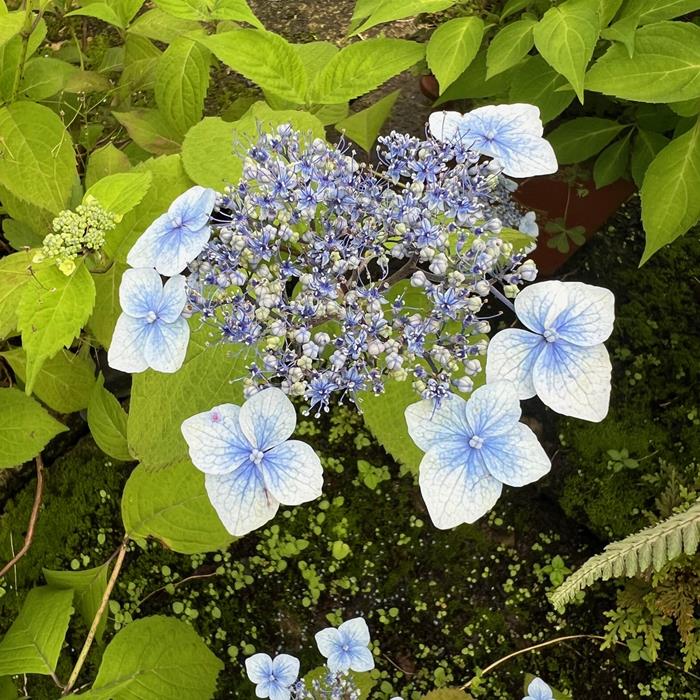 ホシザキカンアオイ（特大） ホシザキカンアオイ（特大）