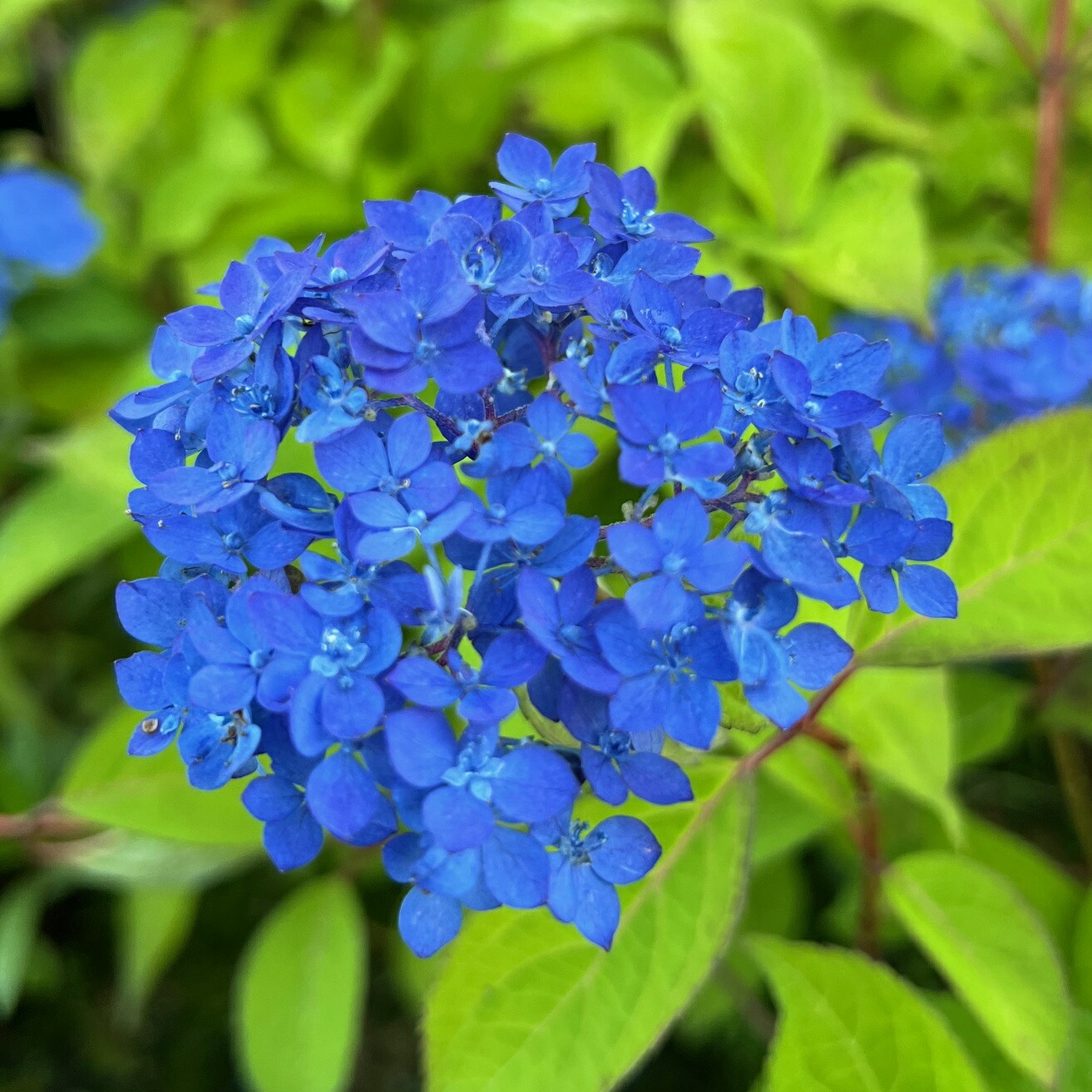 楽天市場】ヤマアジサイ『九重の渦巻』(くじゅうのうずまき) : 南九州