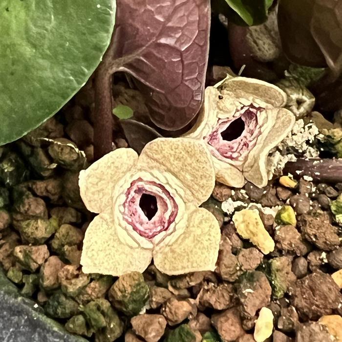 楽天市場】オモロカンアオイ : 南九州植物園