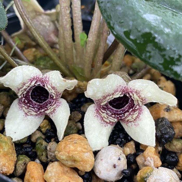 楽天市場】モノドラカンアオイ青軸葉模様優個体 : 南九州植物園