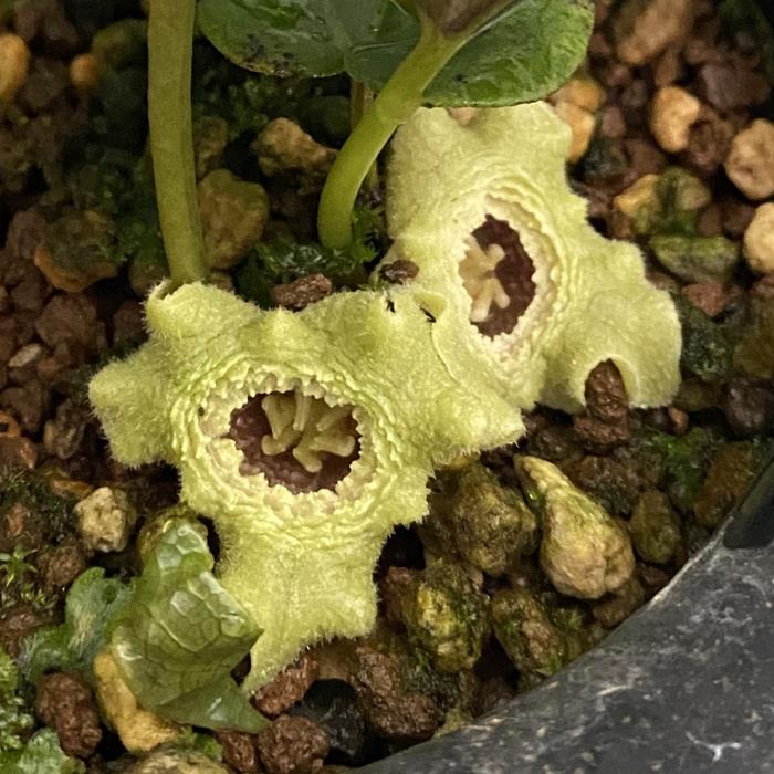 モノドラカンアオイ　美写紋　　　レア！ 楽天市場】モノドラカンアオイ『美写紋』 : 南九州植物園