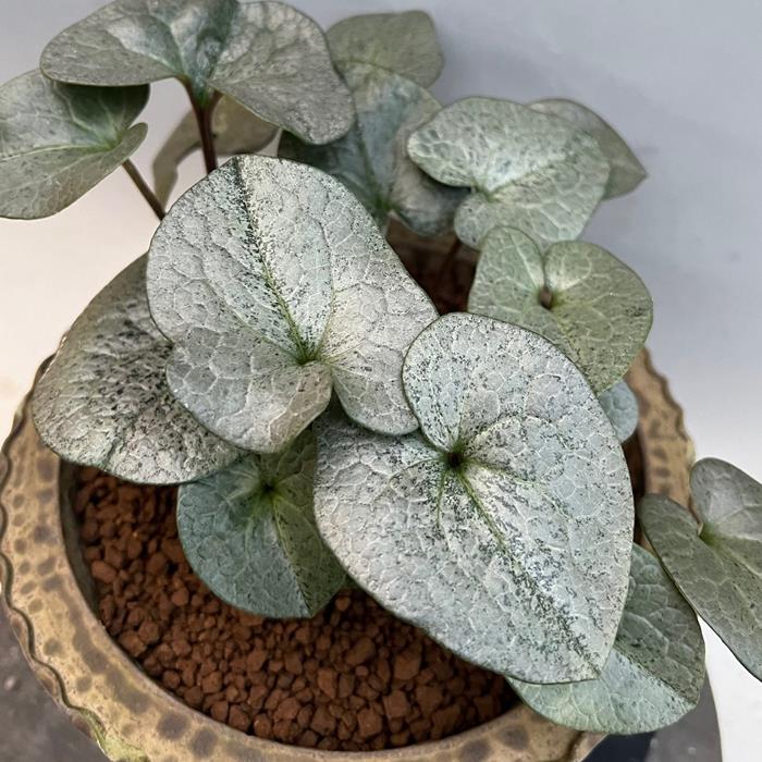 モノドラカンアオイ　美写紋　　　レア！ 楽天市場】モノドラカンアオイ『美写紋』 : 南九州植物園