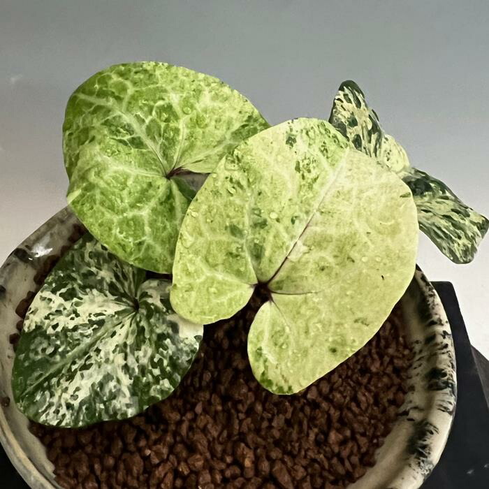 楽天市場】【送料無料】カンアオイ タマノカンアオイ 昇紅（しょうこう