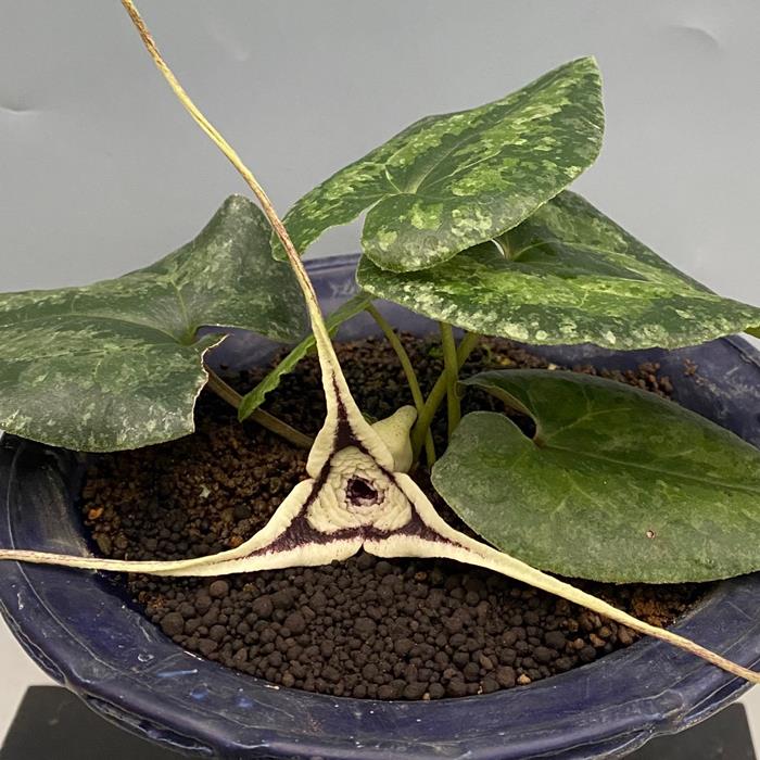 楽天市場】【送料無料】カンアオイ タマノカンアオイ 昇紅（しょうこう