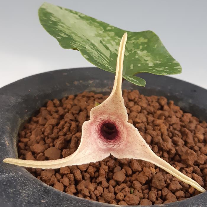 楽天市場】モノドラカンアオイ『美写紋』 : 南九州植物園