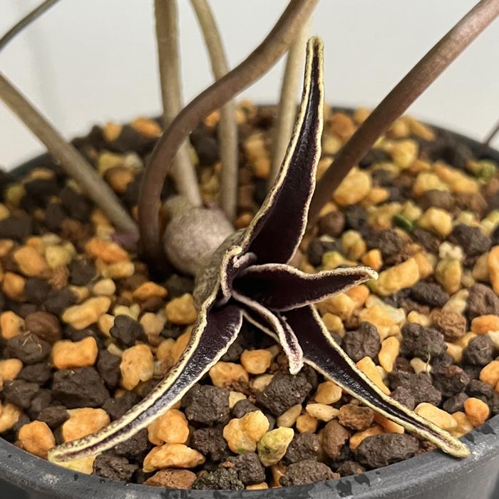 楽天市場】モノドラカンアオイ『美写紋』 : 南九州植物園