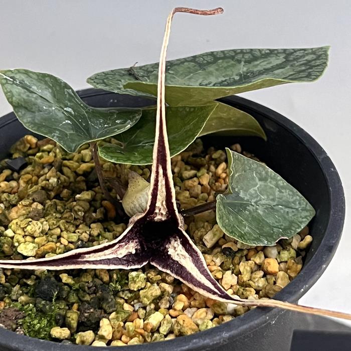 楽天市場】モノドラカンアオイ青軸葉模様優個体 : 南九州植物園