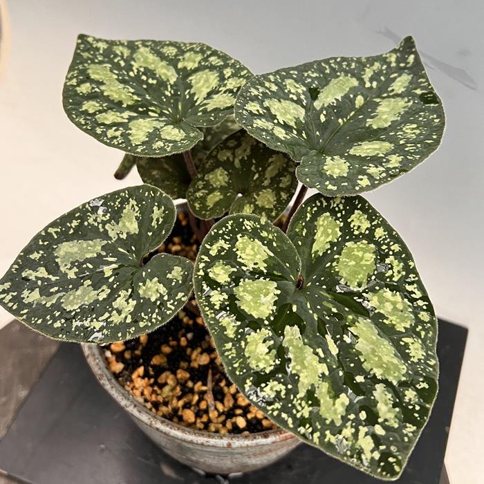 楽天市場】ホシザキカンアオイ : 南九州植物園