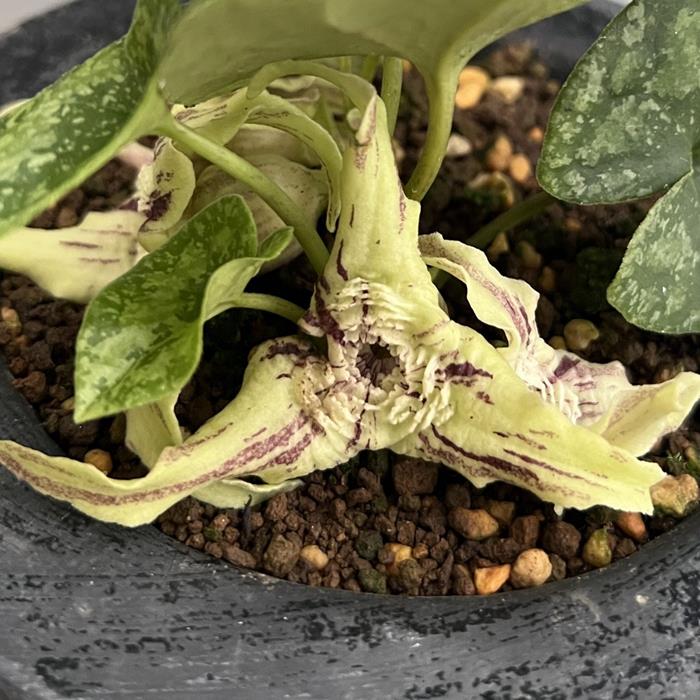 楽天市場】モノドラカンアオイ青軸葉模様優個体 : 南九州植物園