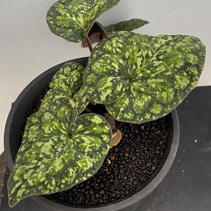 楽天市場】モノドラカンアオイ『美写紋』 : 南九州植物園