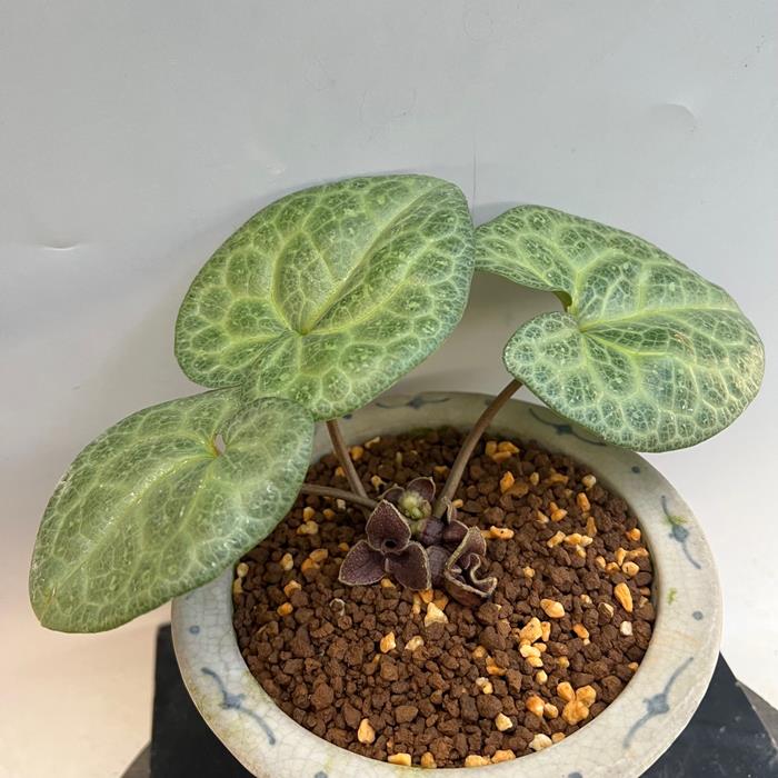 モノドラカンアオイ　美写紋　　　レア！　事業者番号38-0011 楽天市場】モノドラカンアオイ『美写紋』 : 南九州植物園