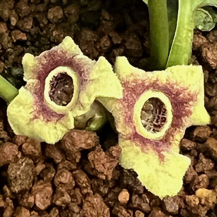 楽天市場】モノドラカンアオイ『美写紋』 : 南九州植物園