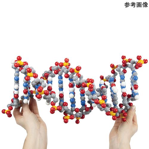 3D Molecular デオキシリボ核酸分子ひな形 (1書き割り)(4-6472-01) 取り寄せ商いもの