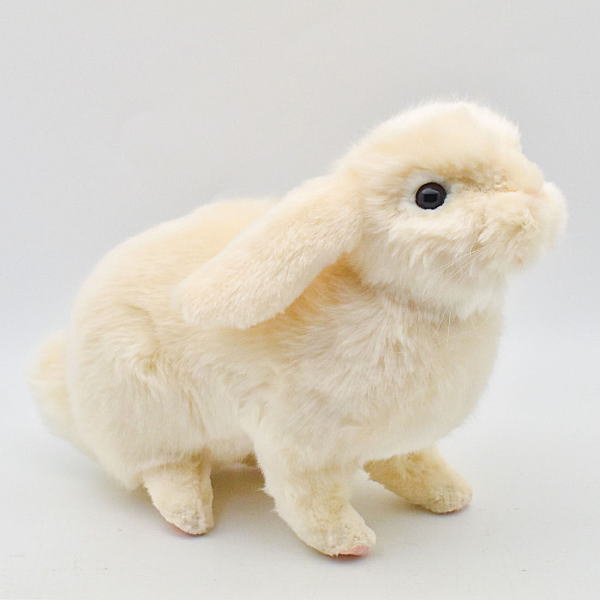 楽天市場】犬 うさぎ ホーランドロップ ( 白 ) ロップイヤー