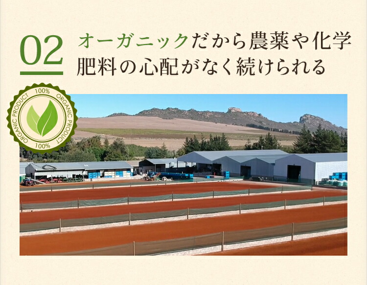 ルイボスティー100包入りオーガニック有機有機JAS認定ルイボスティールイボス水出しアイスティーノンカフェインティーバッグハーブティーお茶紅茶送料無料マタニティー妊婦授乳天日乾燥