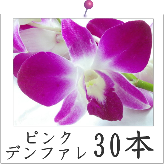 楽天市場 デンファレ ピンク ソニア レイ 30本 安い 洋蘭 お供え 誕生日 お礼 フラ シンガポール タイ 5点 150本 以上のご購入で基本送料無料 デンファレは計300本まで同梱可能 Natural Earth