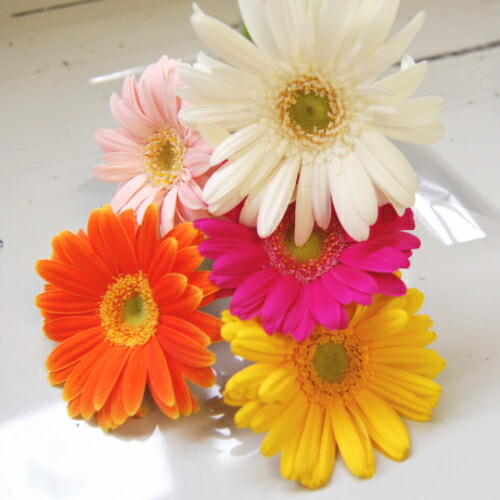 楽天市場】☆ガーベラ☆1本ラッピング☆保水なし（10〜99本の注文