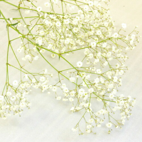 楽天市場】かすみ草10本の花束 花束プレゼント 花 誕生日 誕生日