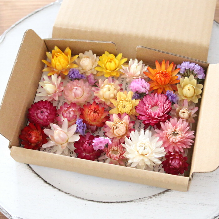 ヘリクリサム ヘッド スターチスおまけ付 ドライフラワー はがきサイズbox Mix