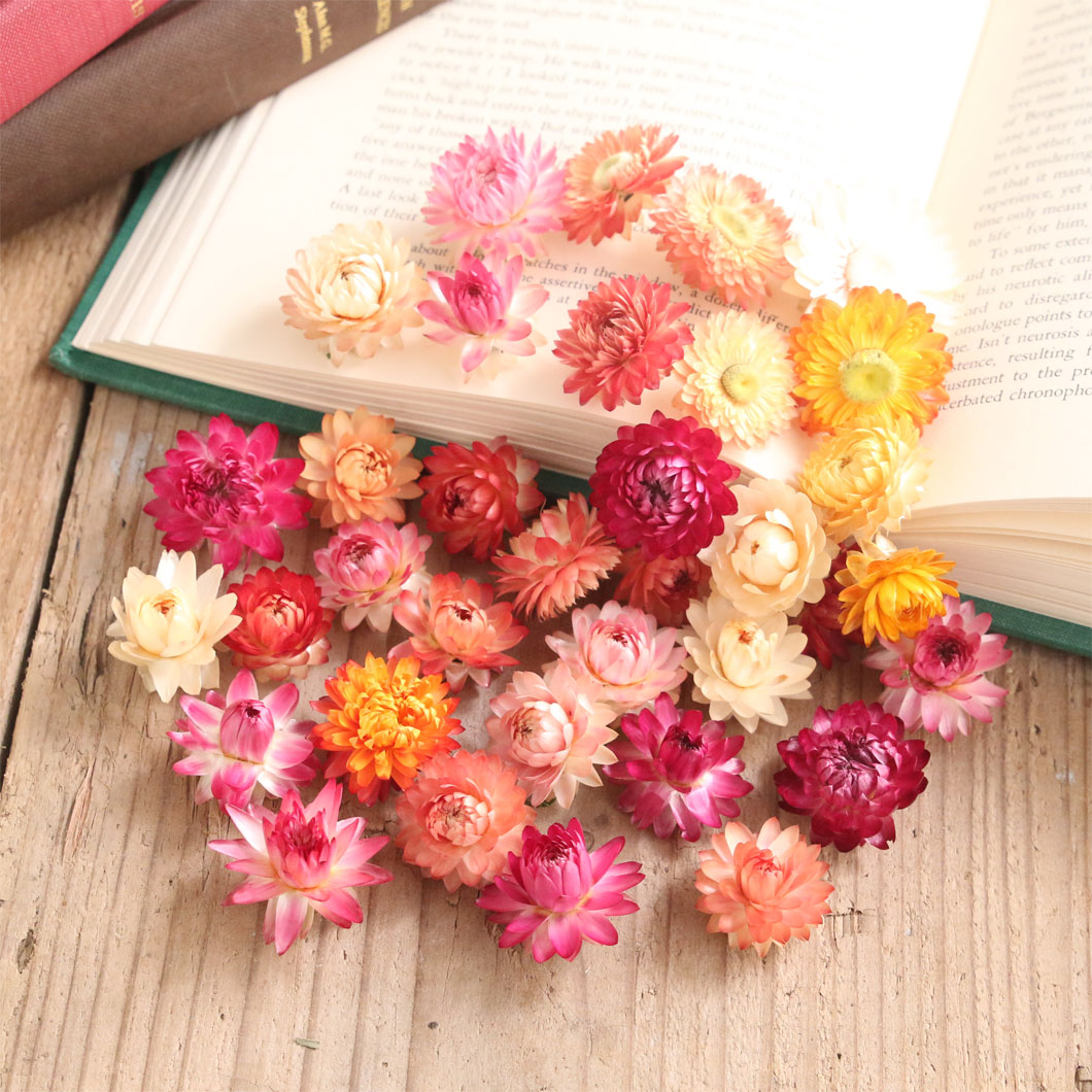 楽天市場】ヘリクリサム 帝王貝細工 ミックスカラー 花材 詰め合わせ