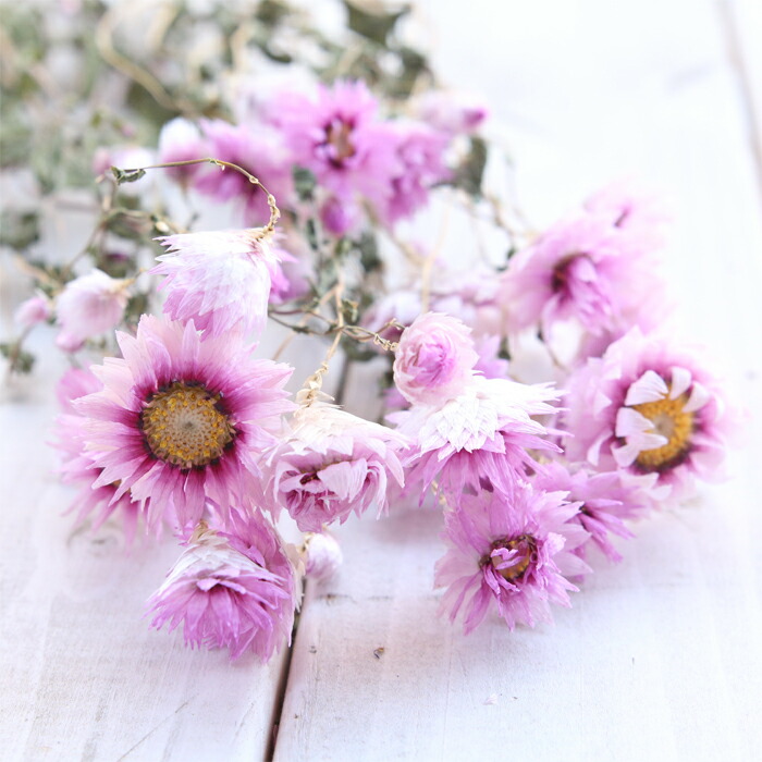 楽天市場】【P10倍 】 ドライフラワー 花材 即日出荷 ローダンセ