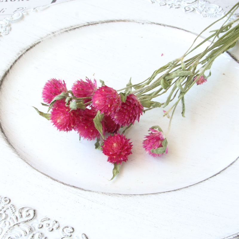 楽天市場】日々草 ミニナツ ホワイトチェリー 極小輪 3.5号 ホワイト